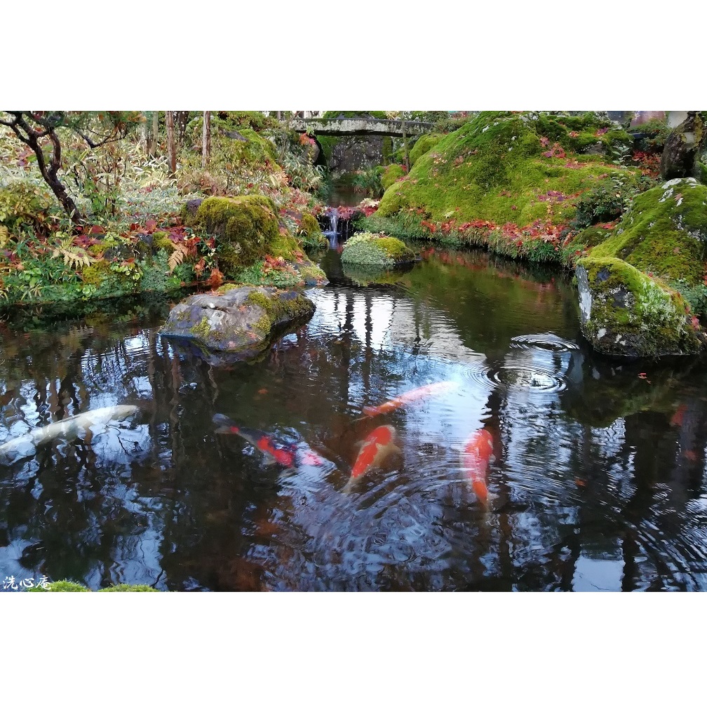 入選
鯉と波紋と秋の池
小学四年生